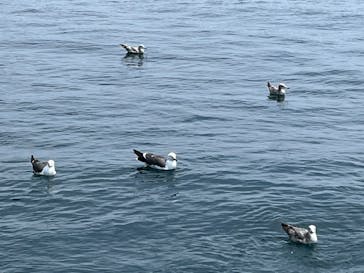 伊根湾めぐり遊覧船に投稿された画像（2025/6/3）