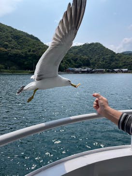 伊根湾めぐり遊覧船に投稿された画像（2025/6/3）