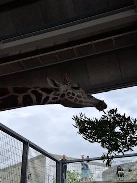 霞ケ浦 どうぶつとみんなのいえに投稿された画像（2025/6/3）