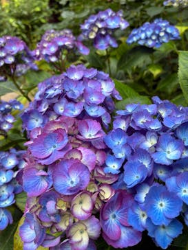 横浜イングリッシュガーデンに投稿された画像（2025/6/3）