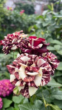 横浜イングリッシュガーデンに投稿された画像（2025/6/3）