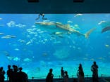 沖縄美ら海水族館に投稿された画像（2025/6/2）