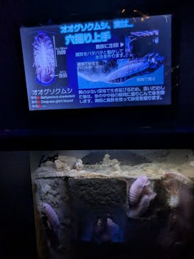 沖縄美ら海水族館に投稿された画像（2025/6/2）