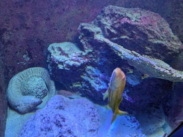 沖縄美ら海水族館に投稿された画像（2025/6/2）