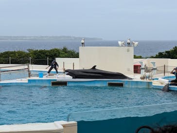 沖縄美ら海水族館に投稿された画像（2025/6/2）