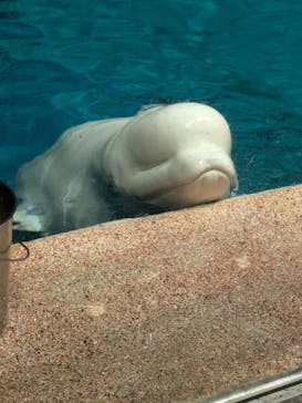 名古屋港水族館に投稿された画像（2025/6/4）
