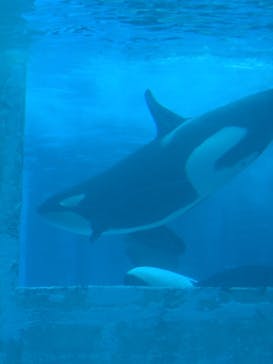 名古屋港水族館に投稿された画像（2025/6/4）