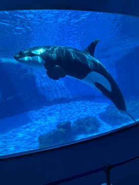 名古屋港水族館に投稿された画像（2025/6/4）