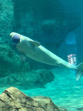 名古屋港水族館に投稿された画像（2025/6/4）