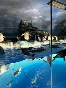 名古屋港水族館に投稿された画像（2025/6/4）