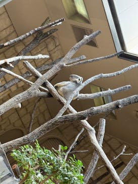 名古屋市東山動植物園に投稿された画像（2025/6/4）