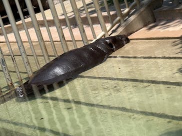 名古屋市東山動植物園に投稿された画像（2025/6/4）