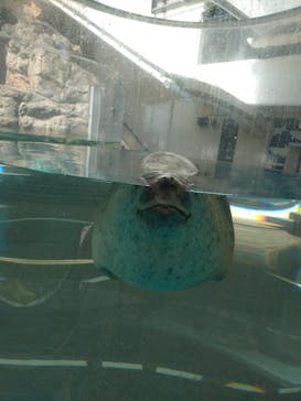 京都水族館に投稿された画像（2025/6/4）