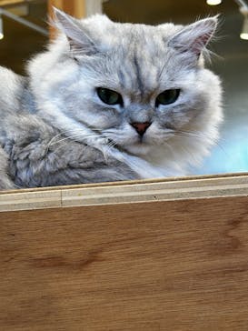 Cat Café MOFF SHIMINT HIROSHIMA店に投稿された画像（2025/6/4）