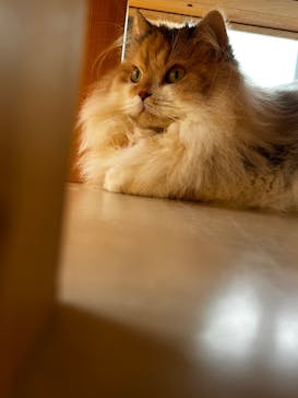 Cat Café MOFF SHIMINT HIROSHIMA店に投稿された画像（2025/6/4）