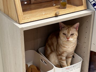 Cat Café MOFF SHIMINT HIROSHIMA店に投稿された画像（2025/6/4）