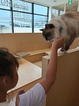 Cat Café MOFF グランベリーパーク店に投稿された画像（2025/6/2）