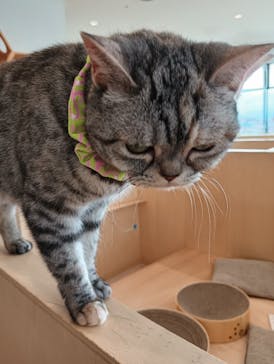 Cat Café MOFF グランベリーパーク店に投稿された画像（2025/6/2）