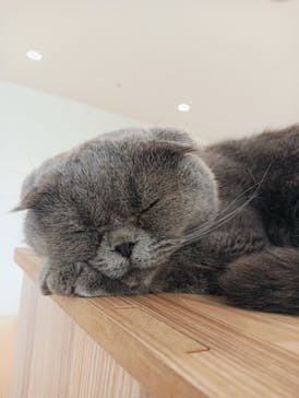 Cat Café MOFF グランベリーパーク店に投稿された画像（2025/6/2）