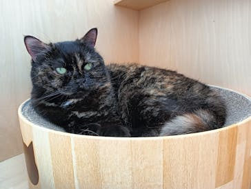 Cat Café MOFF グランベリーパーク店に投稿された画像（2025/6/2）