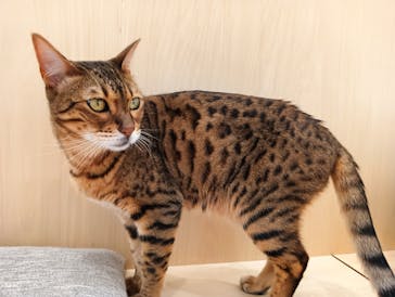 Cat Café MOFF グランベリーパーク店に投稿された画像（2025/6/2）