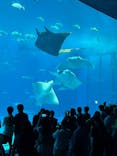 沖縄美ら海水族館に投稿された画像（2025/6/4）