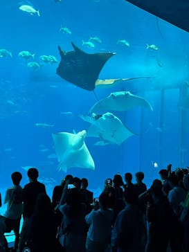 沖縄美ら海水族館に投稿された画像（2025/6/4）