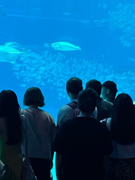 沖縄美ら海水族館に投稿された画像（2025/6/4）
