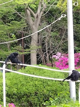 千葉市動物公園に投稿された画像（2025/6/4）