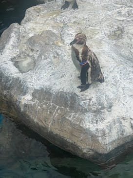 アクアワールド茨城県大洗水族館に投稿された画像（2025/6/4）