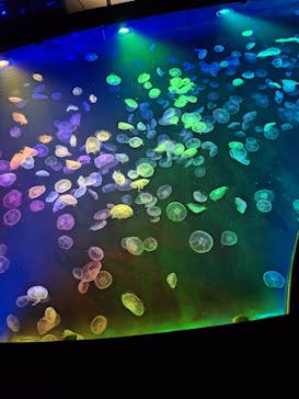 すみだ水族館に投稿された画像（2025/6/4）