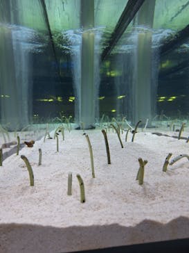 すみだ水族館に投稿された画像（2025/6/4）