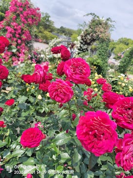 万博記念公園に投稿された画像（2025/6/4）