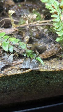 滋賀県立琵琶湖博物館に投稿された画像（2025/6/4）