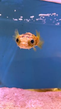 NARA IKIMONO MUSEUMに投稿された画像（2025/6/4）