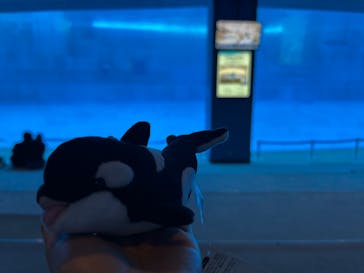 名古屋港水族館に投稿された画像（2025/6/4）