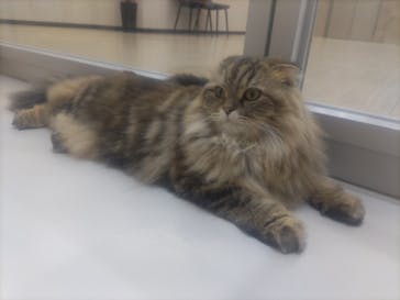 Cat Café MOFF 枚方モール店に投稿された画像（2025/6/4）