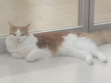 Cat Café MOFF 枚方モール店に投稿された画像（2025/6/4）