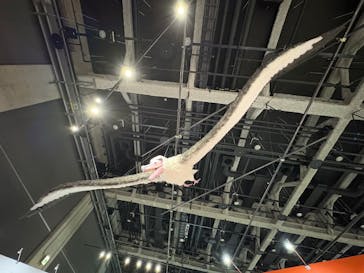 特別展「鳥～ゲノム解析が解き明かす新しい鳥類の系統～」に投稿された画像（2025/6/4）