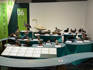 特別展「鳥～ゲノム解析が解き明かす新しい鳥類の系統～」に投稿された画像（2025/6/4）