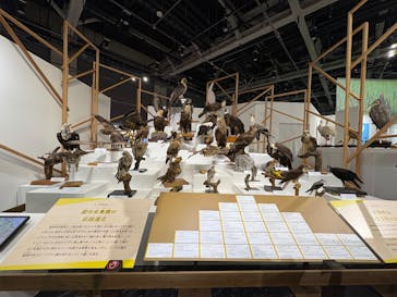 特別展「鳥～ゲノム解析が解き明かす新しい鳥類の系統～」に投稿された画像（2025/6/4）