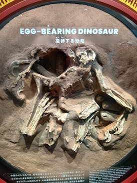 福井県立恐竜博物館に投稿された画像（2025/6/4）