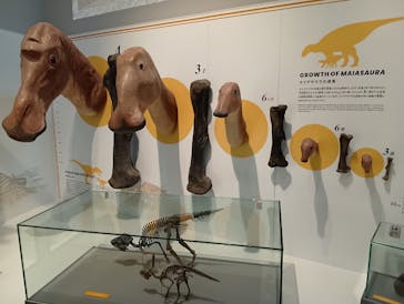 福井県立恐竜博物館に投稿された画像（2025/6/4）
