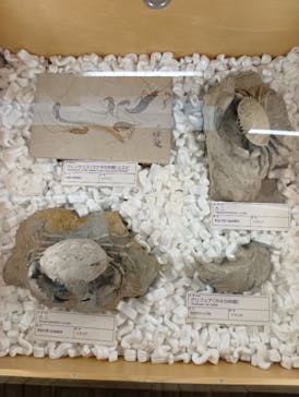 福井県立恐竜博物館に投稿された画像（2025/6/4）