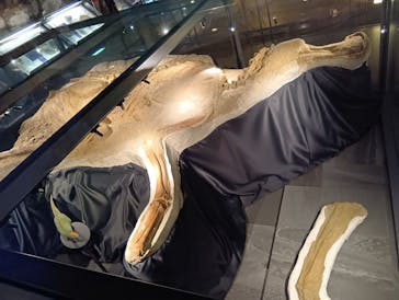 福井県立恐竜博物館に投稿された画像（2025/6/4）