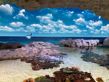 DMMかりゆし水族館に投稿された画像（2025/6/4）