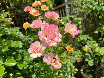 京成バラ園に投稿された画像（2025/6/4）