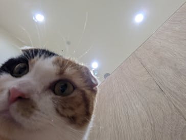 Cat Café MOFF イーアス沖縄豊崎店に投稿された画像（2025/3/3）