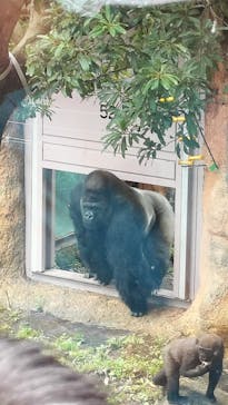 恩賜上野動物園に投稿された画像（2025/6/5）