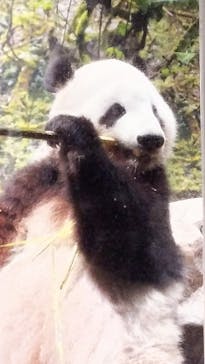 恩賜上野動物園に投稿された画像（2025/6/5）